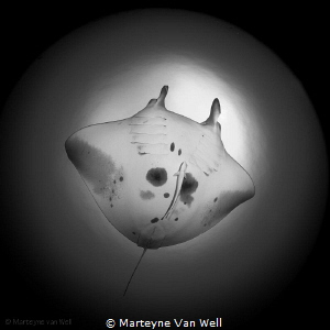 Manta Ray named 'Blue Star' as seen through a fisheye lens by Marteyne Van Well 
